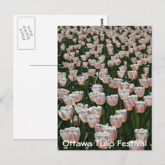 Zilver- en roze tulpen briefkaart (Voorkant / Achterkant)