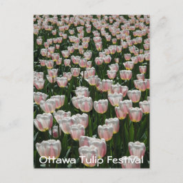 Zilver- en roze tulpen briefkaart