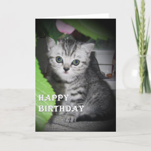 Zilver gevlekt - Kitten Verjaardag Kaart