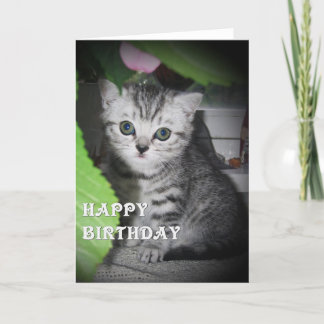 Zilver gevlekt - Kitten Verjaardag Kaart