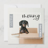 Zilver Grey We verplaatsen Dachshund Dog in Box Ka Bedankkaart (Voorkant)