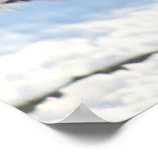 Zilver Laced Pools Crested Poster (Hoek)