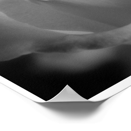 Zilver Roos Poster (Hoek)