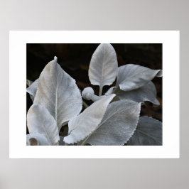 Zilver Witte Engelenvleugels Plant Bloem Poster