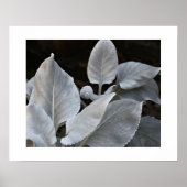 Zilver Witte Engelenvleugels Plant Bloem Poster (Voorkant)
