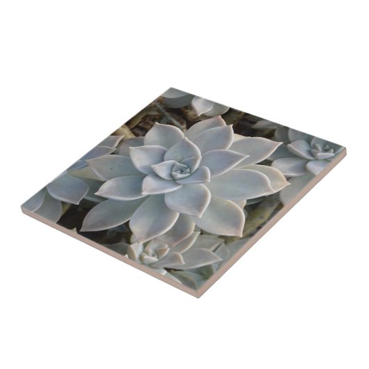 Zilverachtig Blauw Sappige Botanische Natuurlijk Tegeltje (Zijkant)