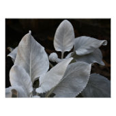 Zilverachtig wit Angel Wings Plant Bloemen Perfect Poster (Voorkant)