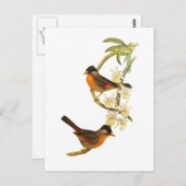 Zilverachtige Mesia Briefkaart (Voorkant / Achterkant)