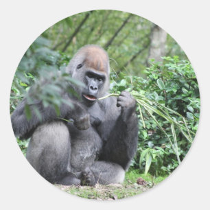 zilverback gorilla's ronde sticker