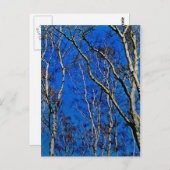 Zilverberingsbomen Briefkaart (Voorkant / Achterkant)