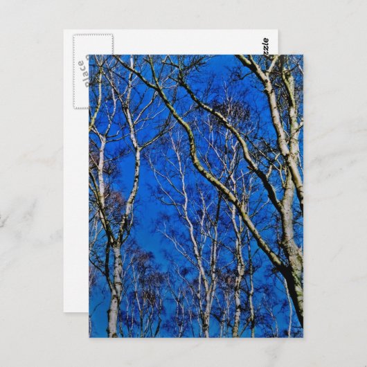 Zilverberingsbomen Briefkaart (Voorkant / Achterkant)