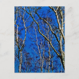 Zilverberingsbomen Briefkaart