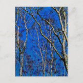 Zilverberingsbomen Briefkaart (Voorkant)