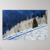 Zilverbomen Poster (Voorkant)