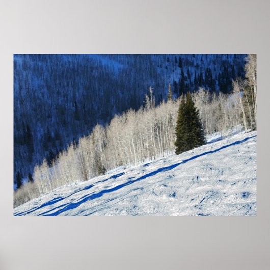 Zilverbomen Poster (Voorkant)