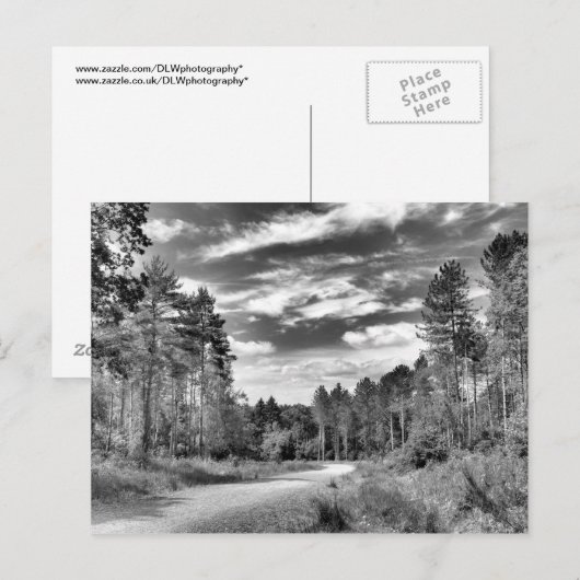 zilverbos briefkaart (Voorkant / Achterkant)