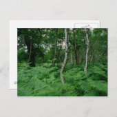 Zilveren berken en veerboten, Sherwood Forest Briefkaart (Voorkant / Achterkant)