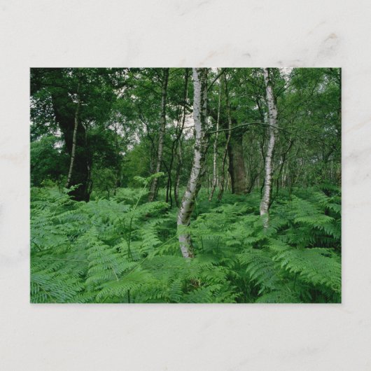 Zilveren berken en veerboten, Sherwood Forest Briefkaart (Voorkant)