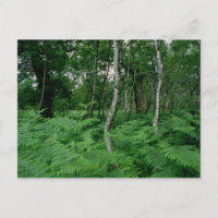 Zilveren berken en veerboten, Sherwood Forest