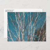 Zilveren berken takken in de zon briefkaart (Voorkant / Achterkant)