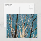 Zilveren berken takken in de zon briefkaart (Voorkant / Achterkant)