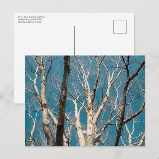 Zilveren berken takken in de zon briefkaart (Voorkant / Achterkant)