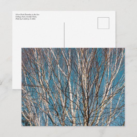 Zilveren berken takken in de zon briefkaart (Voorkant / Achterkant)