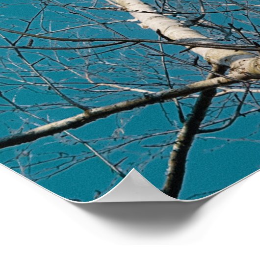 Zilveren berken takken in de zon poster (Hoek)