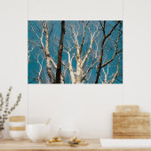Zilveren berken takken in de zon poster (Keuken)