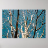 Zilveren berken takken in de zon poster (Voorkant)