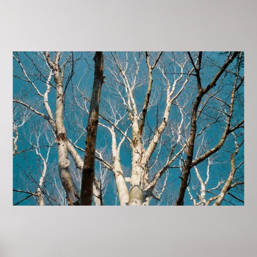 Zilveren berken takken in de zon poster (Voorkant)