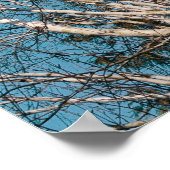 Zilveren berken takken in de zon poster (Hoek)