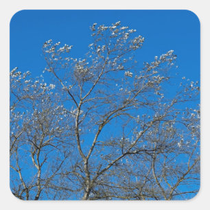 Zilveren bladeren van een witte populierenboom Sti Vierkante Sticker