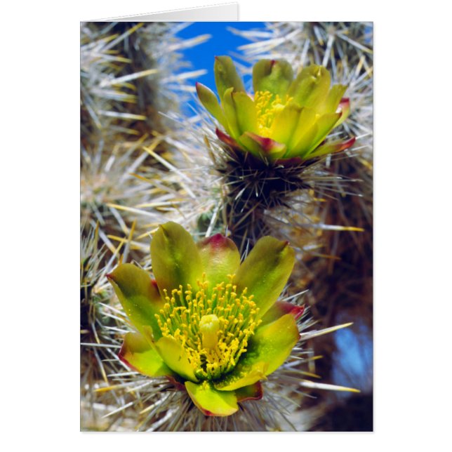 Zilveren Cholla Cactus Wilde Bloemen (Voorkant)