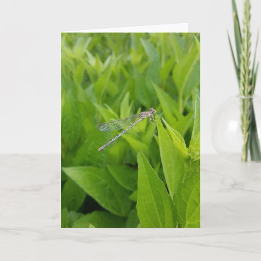 Zilveren Dragonfly Notecards (Blank Inside) Kaart (Voorkant)