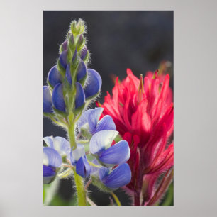 Zilveren Lupine, Lavendel Kwastjesbloem Poster