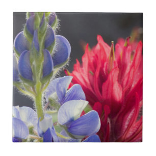 Zilveren Lupine, Lavendel Kwastjesbloem Tegeltje