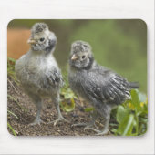 Zilveren Poolse kippen Muismat (Voorkant)