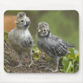 Zilveren Poolse kippen Muismat