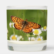 Zilveren randje Fritillary op Fleabane