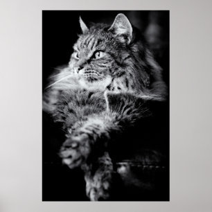 Zilverlange haarkat poster