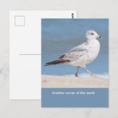 Zilvermeeuw Briefkaart (Voorkant / Achterkant)