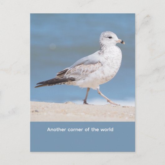 Zilvermeeuw Briefkaart (Voorkant)