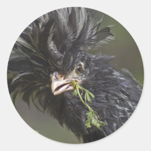 ZilverPoolse Rooster Ronde Sticker