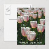 Zilverroze tulpen briefkaart (Voorkant / Achterkant)