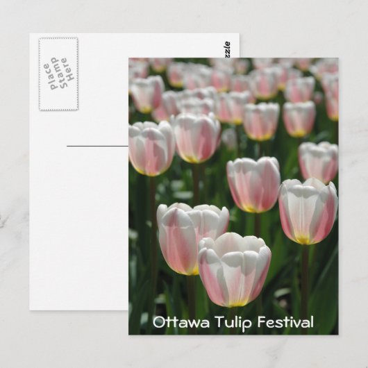 Zilverroze tulpen briefkaart (Voorkant / Achterkant)