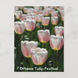 Zilverroze tulpen briefkaart