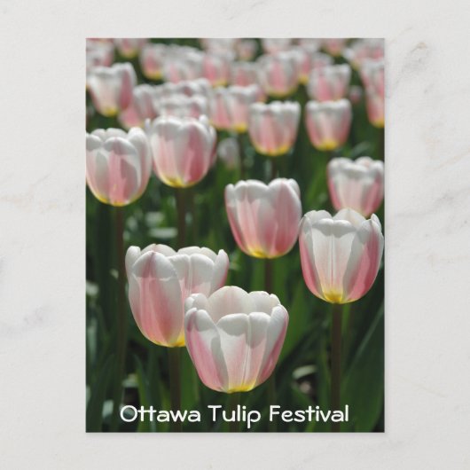 Zilverroze tulpen briefkaart (Voorkant)