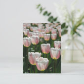 Zilverroze tulpen briefkaart (Staand voorkant)