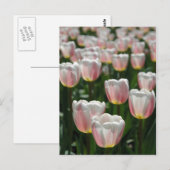 Zilverroze tulpen briefkaart (Voorkant / Achterkant)